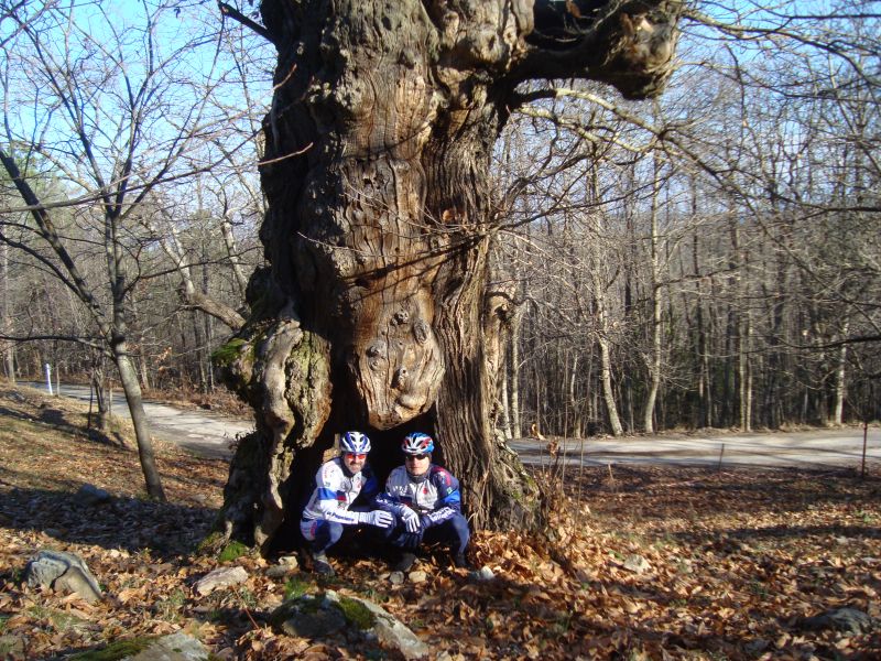 gal/2010/12 - Autunno Inverno 2010 - Le escursioni in MTB/Monte Quoio/castagno_secolare.JPG